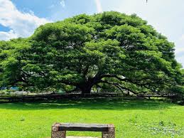 ต้นจามจุรียักษ์ อายุ 100 ปี